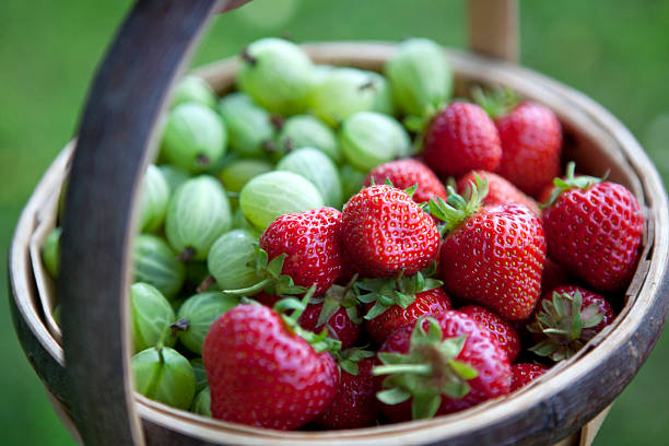 Summer Fruit Harvest of Strawberries and Gooseberries stock photo