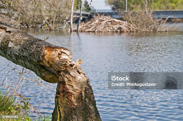 Gnawed Árvore E Dique De Castor - Fotografias de stock e mais imagens de Autoestrada - Autoestrada, Betão, Bétula