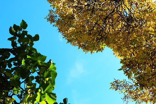 Autumn leaves and green summer leaves on a background of blue sky