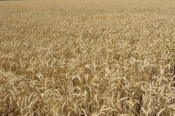 istock Field of Wheat Ready for Harvest 173944314