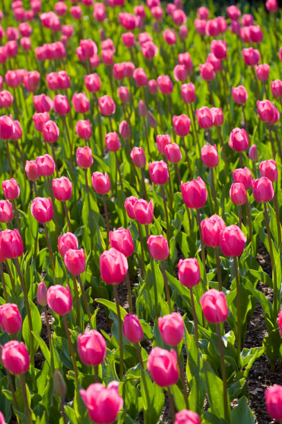 Flower giardino - foto stock