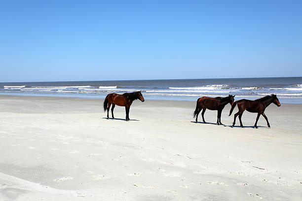 wild horses - horse animals in the wild water beach стоковые фото и изображения