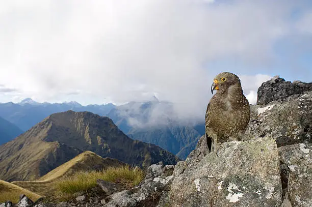 A mountain parrot poses for a photo. Taken very close to the peak of Mt Luxmore on the Kepler Track.