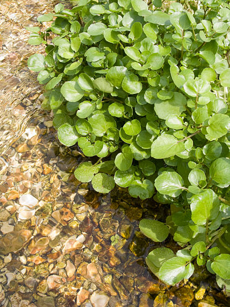 istock Watercress in water 173944797