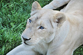 White lion with blue eyes