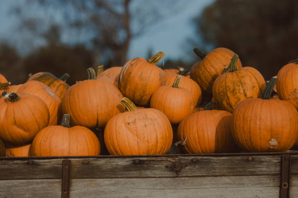 istock Pumpkin field in United Kingdom 1739452037