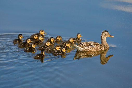 Mallard duck with fifteen ducklings! Canon 1D Mark III and tele. Please have a look at my other mallard duck photos.