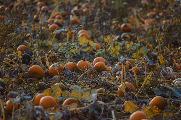 istock Pumpkin field in United Kingdom 1739453112