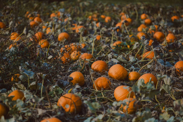 istock Pumpkin field in United Kingdom 1739453261