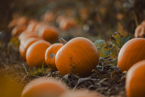 Halloween - pumpkins in the field