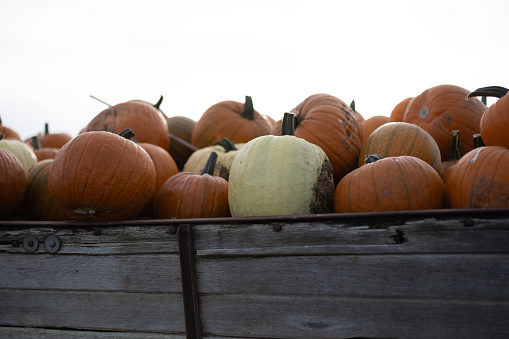 Pumpkins in a field ready for Halloween in United Kingdom