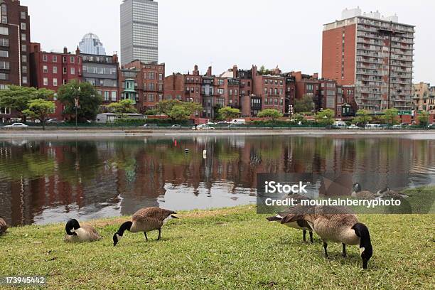 Ganso De La Ciudad Foto de stock y más banco de imágenes de Ganso - Ave - Ganso - Ave, Río Charles, Agua