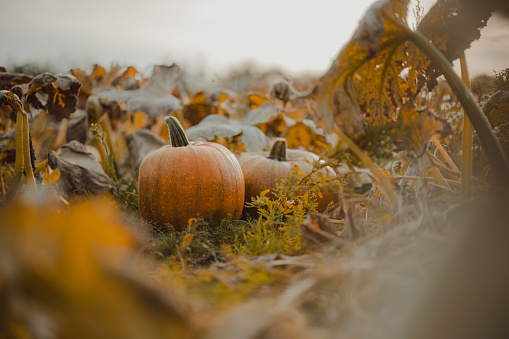 Pumpkins in a field ready for Halloween in United Kingdom