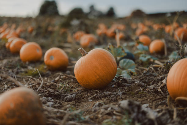 istock Pumpkin field in United Kingdom 1739455231