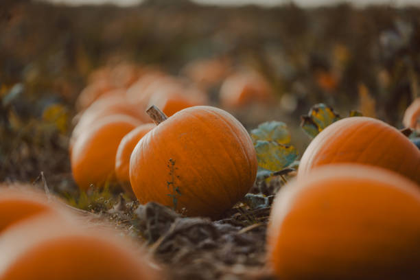 istock Pumpkin field in United Kingdom 1739455564