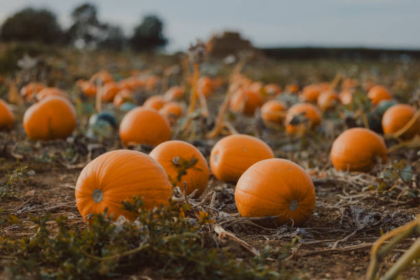 istock Pumpkin field in United Kingdom 1739456294