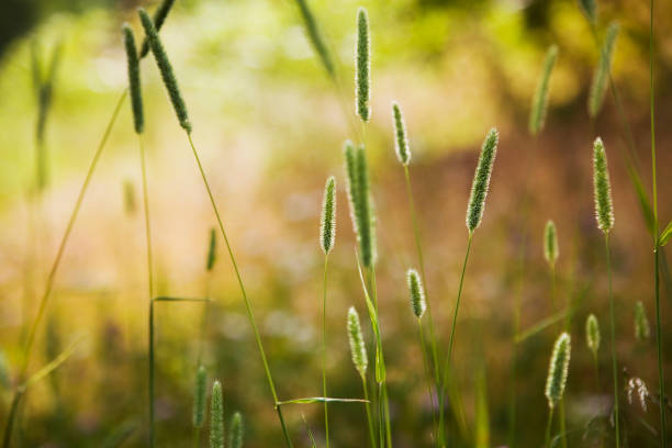 istock Meadow in the summer with straws. 173945739