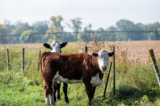 Two young beef cows standing next to a fence.