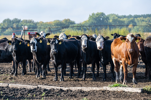 Herd cows, one cow front row, a herd passing a gate, group together in a field, happy and sassy and a blue sky, a panoramic wide view