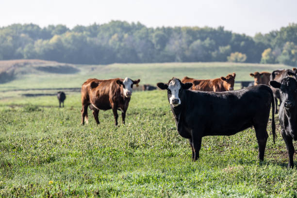 istock Beef cows standing in the pasture 1739459061