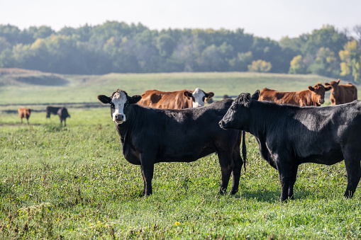 Group of young steers in the meadow