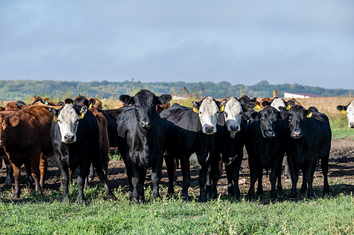 Autumn at a cattle ranch in Colorado near Ridgway - County Road 12