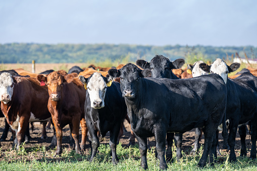 Young cow in a pasture looks directly into the camera