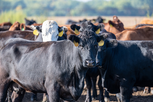 beautiful breeding bull of the Bonsmara breed in the farm corral