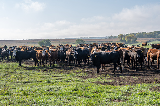Herd of black cows grazing in a grassy pasture standing at a distance looking curiously at the camera under a cloudless blue sky
