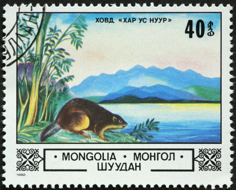 Mongolian beaver near a lake.