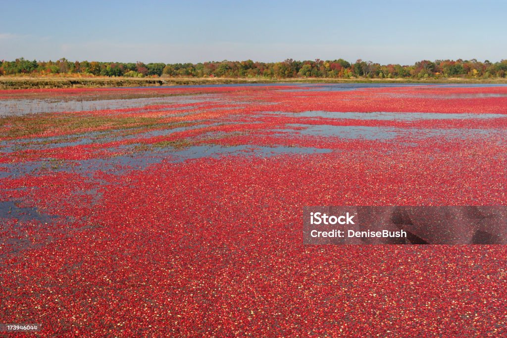 Tourbière à canneberge et feuillage d'automne - Photo de Ferme - Aménagement de l'espace libre de droits