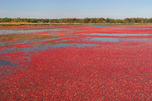 istock Cranberry Bog and Autumn Foliage 173946044