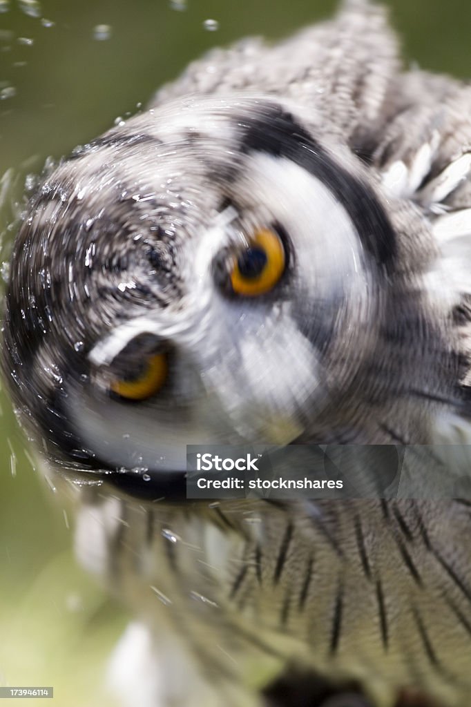 Wise Owl A Scops Owl, Otus Leucotis, shakes his head, with motion blur resulting. The wise owl shakes his head and gives a definitive answer, an assertive and decisive, No!  The head shaking was done just after being given a cooling spray of water. Good for concepts about wisdom, and decisions where the answer is No! Animal Stock Photo