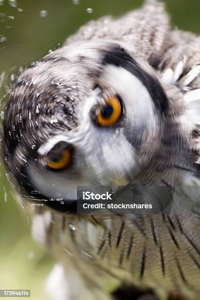 Wise Owl Stock Photo - Download Image Now - Animal, Animal Wildlife, Animals In The Wild