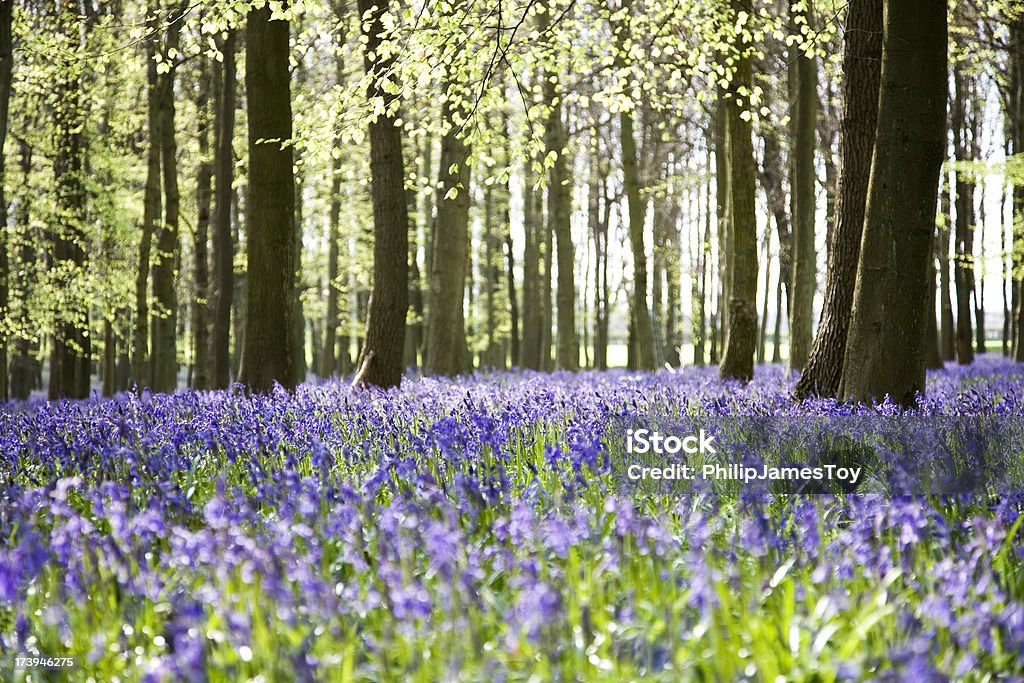 Dzwonek lasu na wiosnę - Zbiór zdjęć royalty-free (Anglia)