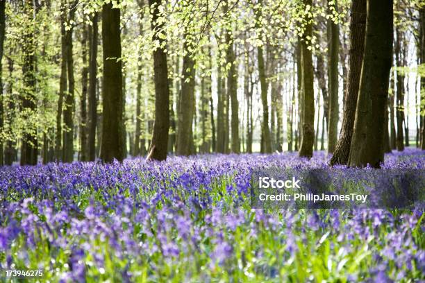 Bosque De Campainhas Na Primavera - Fotografias de stock e mais imagens de Campainha - Família do lírio - Campainha - Família do lírio, Faia, Flor