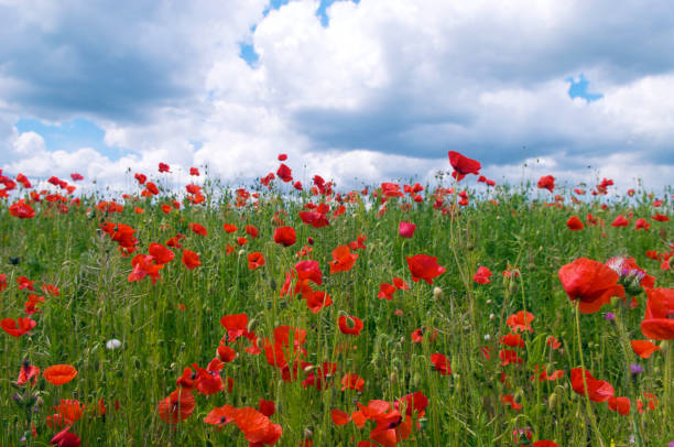 istock Field of poppies 173946497
