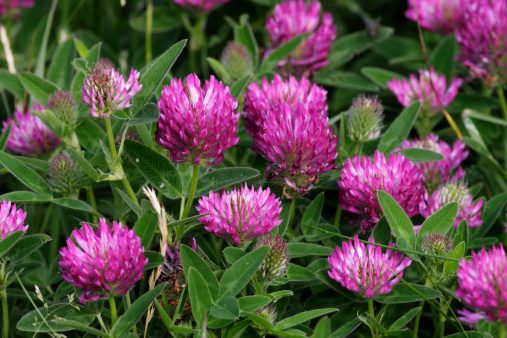 Zigzag (meadow) clover (Trifolium medium) is very similar to red clover, with a zig-zagging stem and darker flowers with darker leaves that are either unmarked or barely marked.