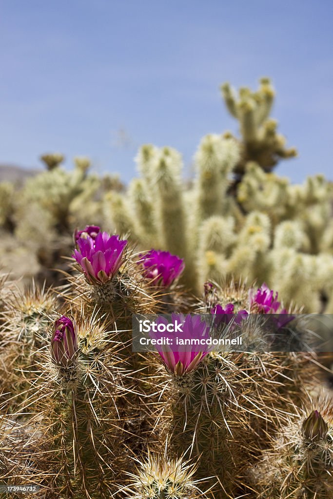 Fleur de cactus - Photo de Aiguille - Partie d'une plante libre de droits