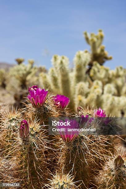 Photo libre de droit de Fleur De Cactus banque d'images et plus d'images libres de droit de Aiguille - Partie d'une plante - Aiguille - Partie d'une plante, Beauté de la nature, Bush australien