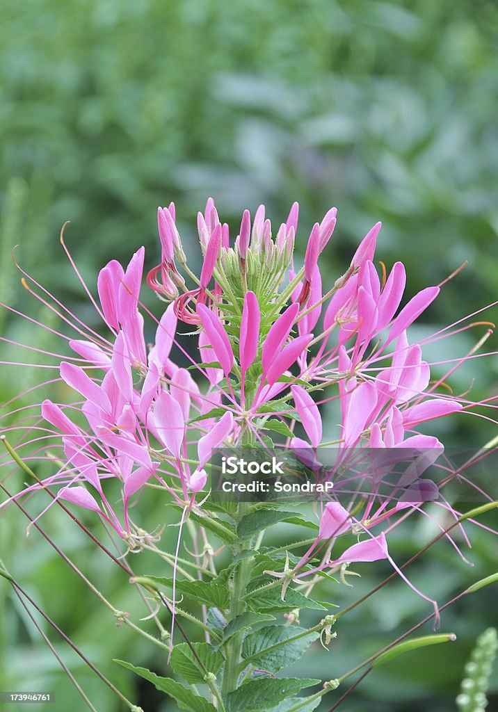 Pink Cleome Spider Flower Cleome, or Spider Flower, in pastel pink, garden setting. For more flowers (click here) Color Image Stock Photo