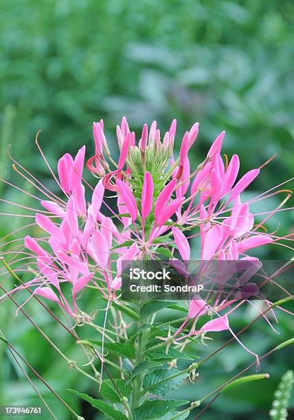 Pink Cleome Spider Flower Stock Photo - Download Image Now - Color Image, Copy Space, Exoticism