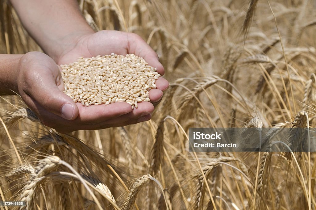 Wheat in the male palms Male hands holding wheat against golden wheat field Cereal Plant Stock Photo