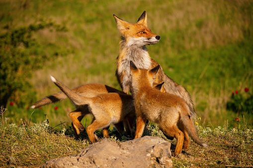 Red fox Vulpes vulpes in the wild. Fox with cubs. Close up in the wild.