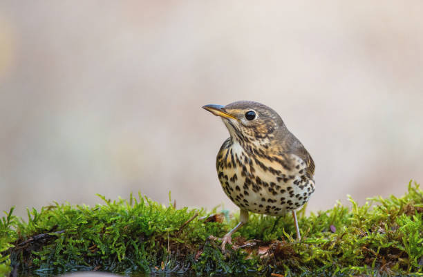 istock Song Trush Turdus philomelos on the forest puddle 1739470129