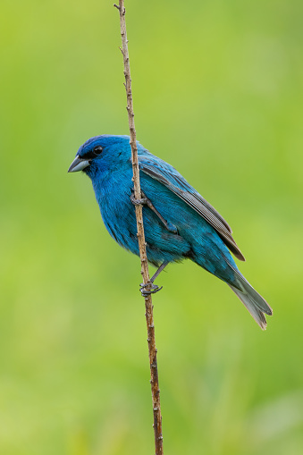 This beautiful Indigo Bunting was photographed at Sequoyah National Wildlife Refuge in Eastern Oklahoma.