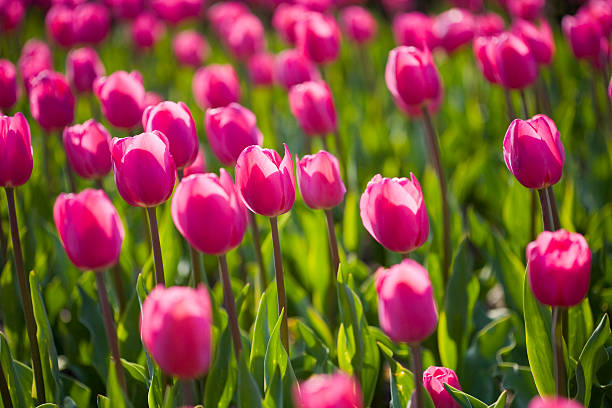 Um canteiro de flores de tulipas cor de rosa - foto de acervo