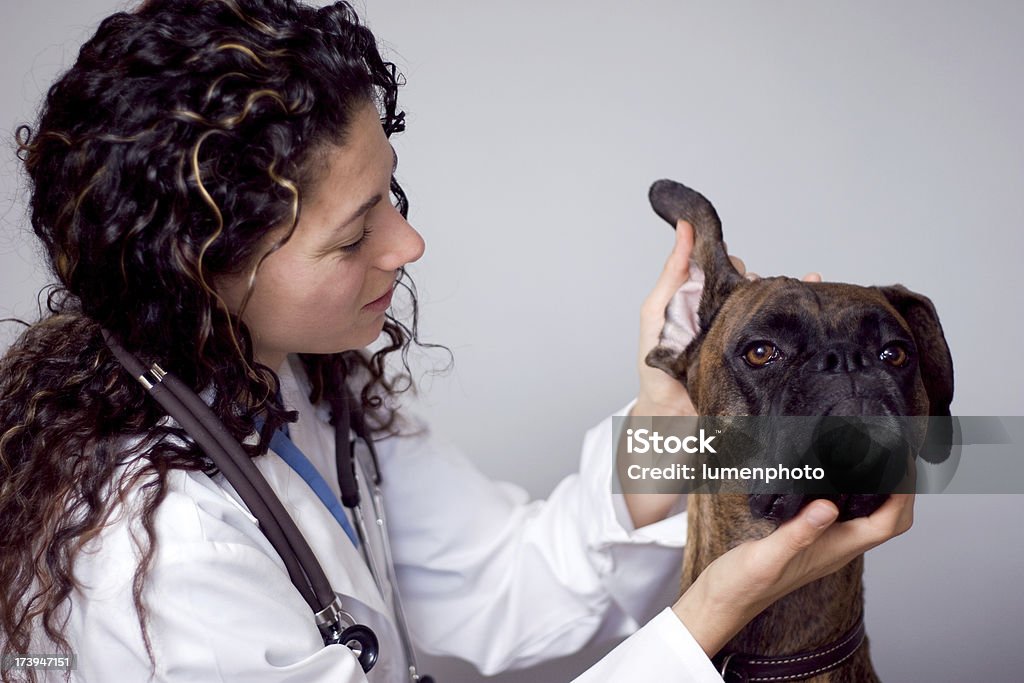 Technicien sanitaire examens chiens oreille - Photo de Vétérinaire libre de droits