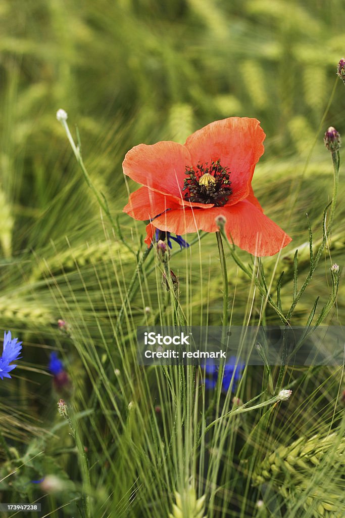 접사를 슛 현장 가시양귀비 aka Papaver rhoeas - 로열티 프리 0명 스톡 사진