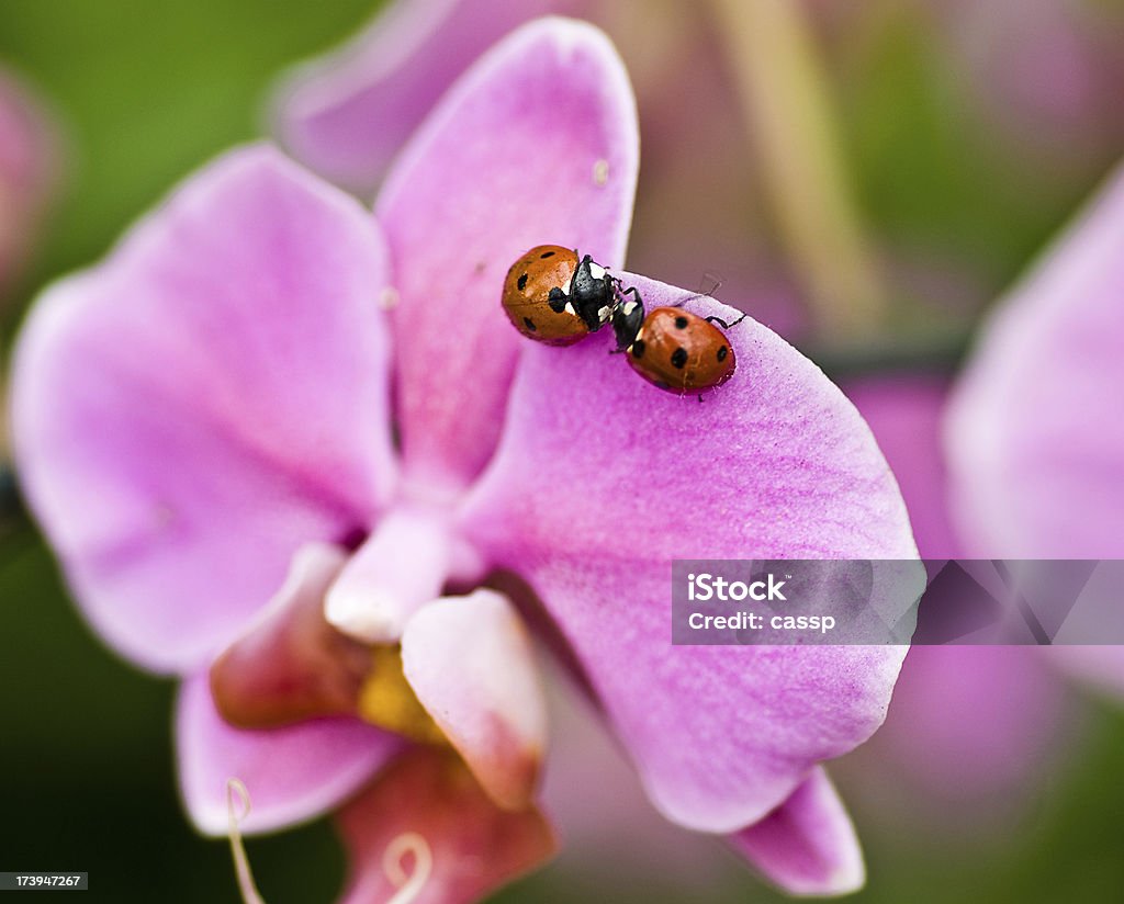 Lady bugs - Стоковые фото Без людей роялти-фри